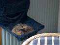 Flop en Spook  Sjamaan katten  _07-06-17_18